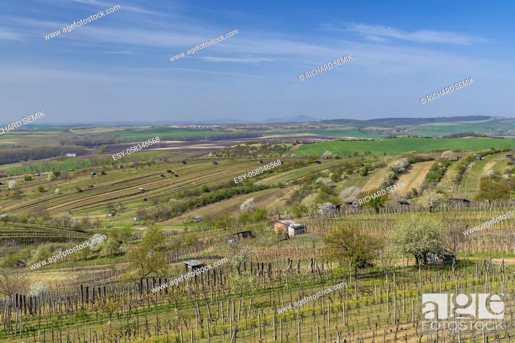 Imagen: Spring vineyard near Mutenice, Southern Moravia, Czech Republic.