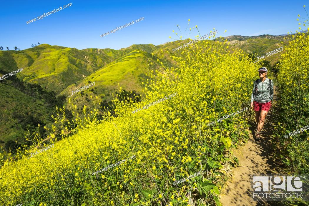 Photo de stock: Woman hiking through wild mustard at Harmon Canyon Preserve, Ventura, California USA.