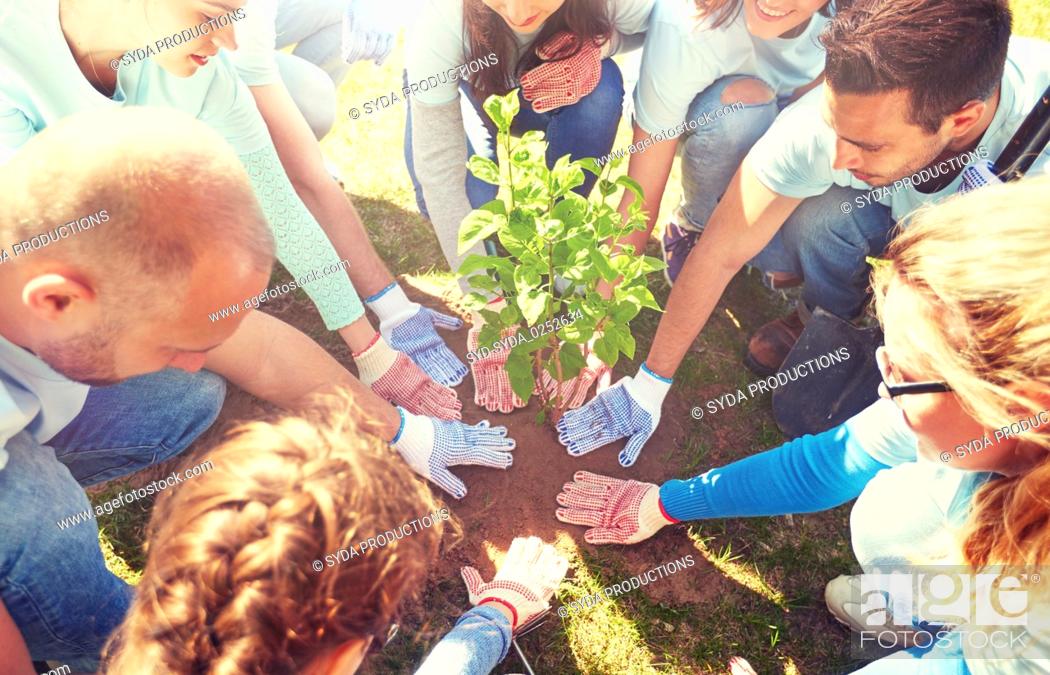 Stock Photo: group of volunteers planting tree in park.