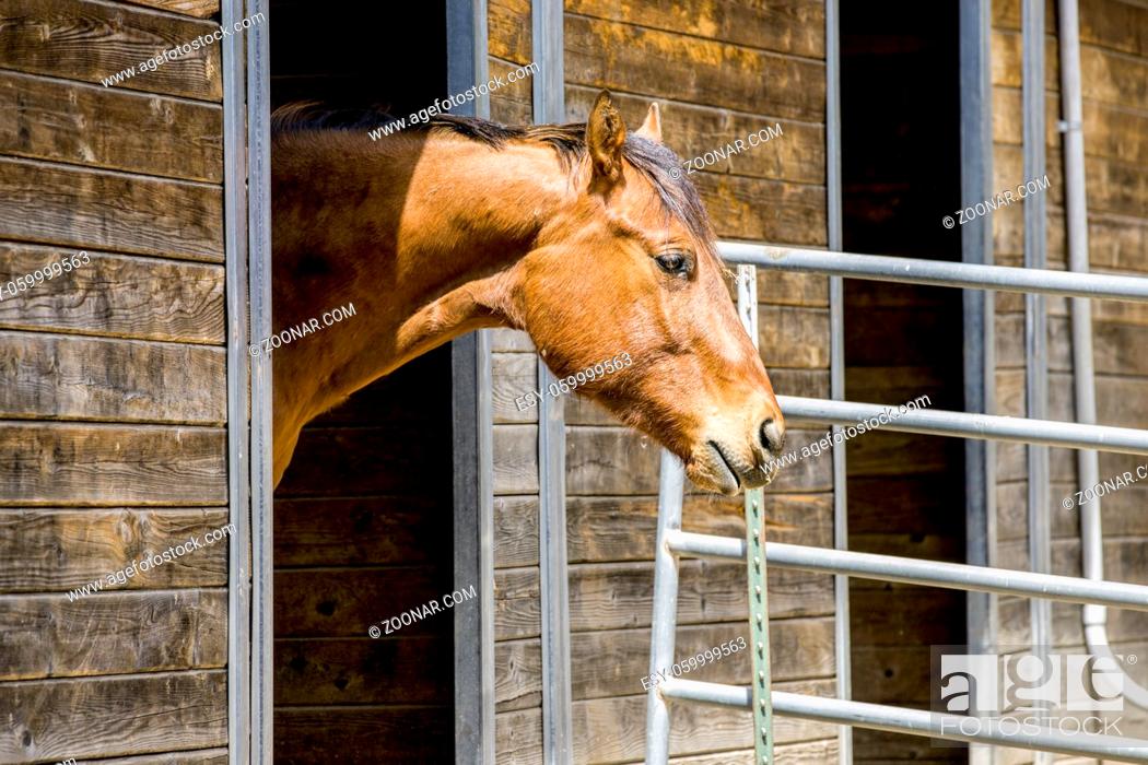 Stock Photo: A chestnut colored horse stands at the doorway of a barn in Hayden, Idaho.