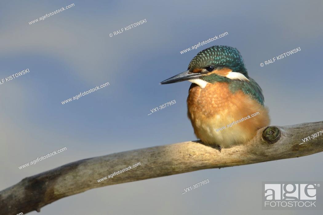 Stock Photo: Cute young Common Kingfisher / Eurasian Kingfisher ( Alcedo atthis ) perching on a branch in spotlight, wildlife, Europe. . .