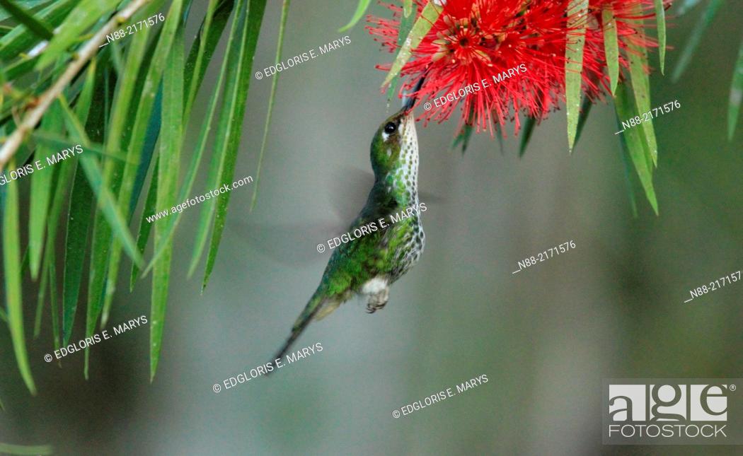 Stock Photo: Female Raquet-tailed Puffleg hummingbird feeding on Callistemon citrinus, Altos de Pipe, Venezuela.