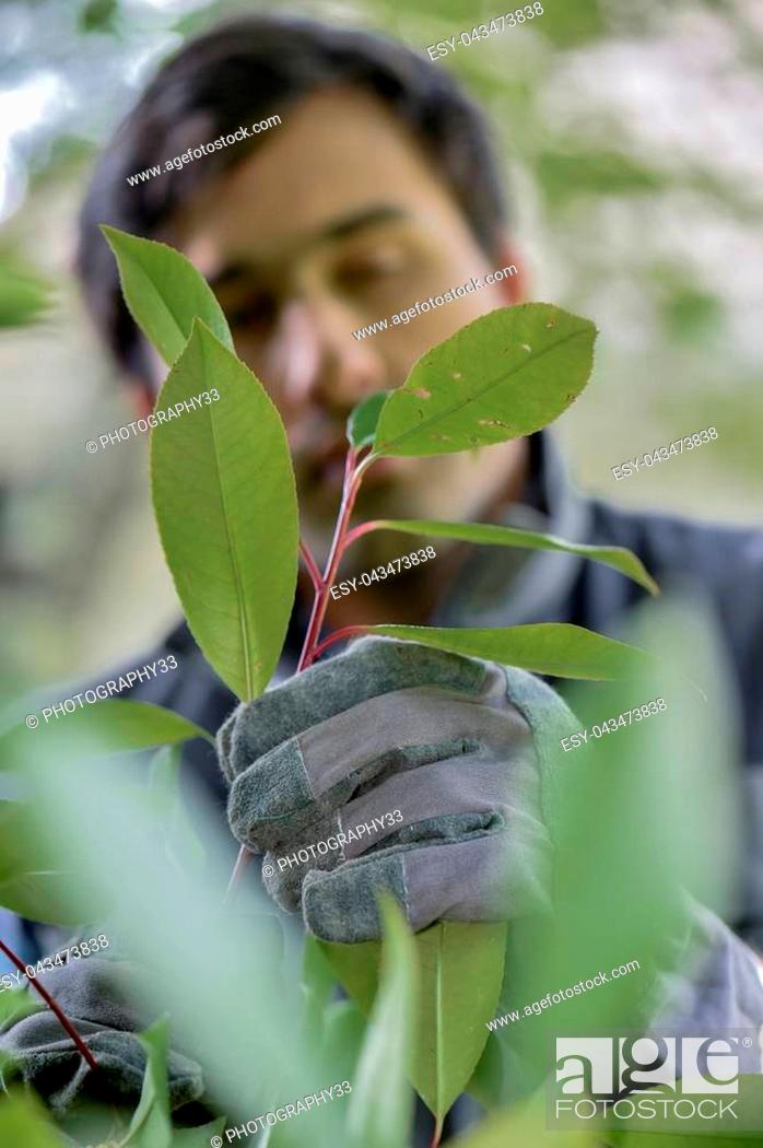 Stock Photo: Pruning a bush.