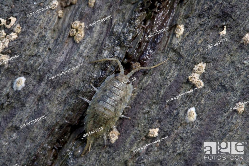 Stock Photo: Sea roach, Cliff isopods (Isopoda), Other animals, Animals, Sea Slater (Ligia oceanica) adult, on shore rock covered with barnacles, near Polperro.