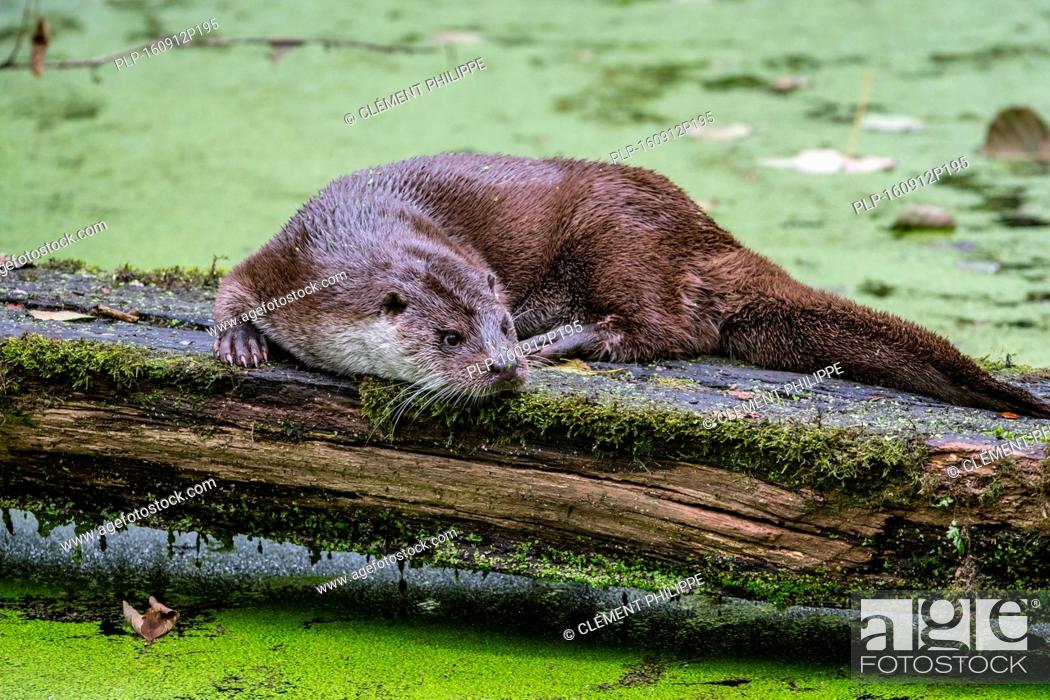 Stock Photo: European River Otter (Lutra lutra) resting on log over pond covered in duckweed.