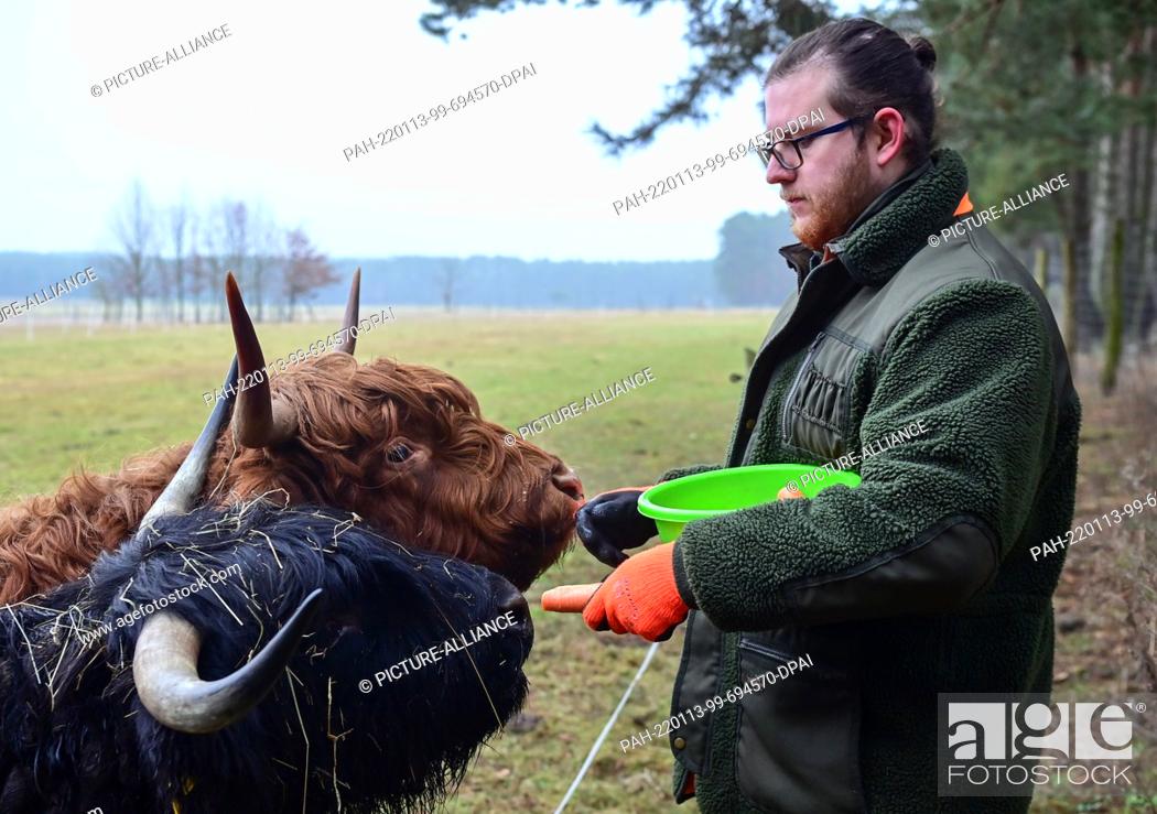 Stock Photo: 13 January 2022, Brandenburg, Baruth: Jan Tayeb, managing director of the Johannismühle Wildlife Park, feeds carrots to two Scottish Highland cattle.