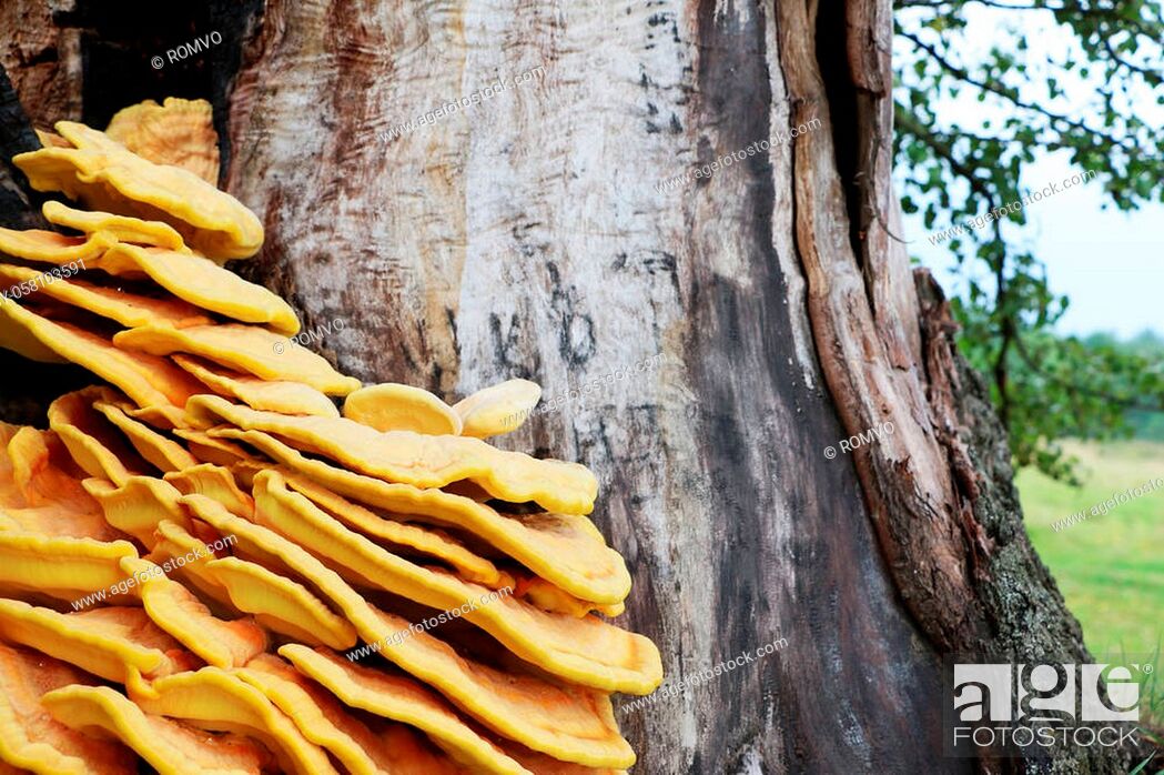 Stock Photo: The beautiful inedible parasite mushroom growing on tree, close-up photo. Death mushrooms grows on the bark.