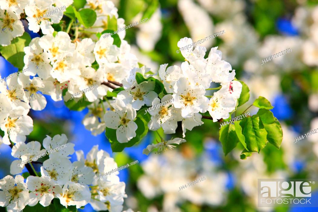 Stock Photo: Agrarian, branch, knot, tree, pear tree, pear, pears, leaves, blossom, flourish, flower, splendour, detail, flora, spring, sky, pomes, pomes plants, agriculture.