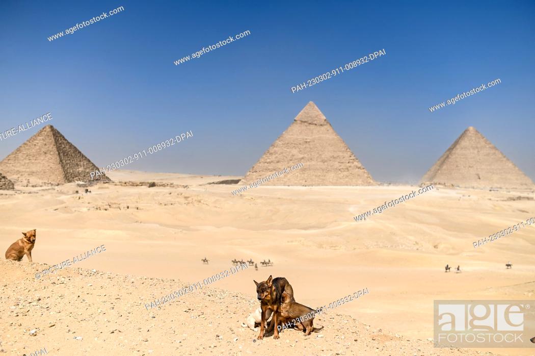 Stock Photo: 02 March 2023, Egypt, Giza: A dog feeds its puppies in front of the Pyramids of Giza (L-R) Menkaure, Khafre, and Khufu. Photo: Sayed Hassan/dpa.