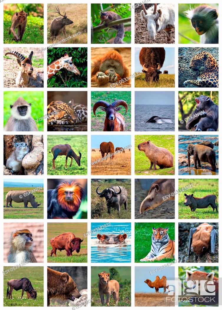 Collage made of set including 35 different animals, Stock Photo, Picture  And Low Budget Royalty Free Image. Pic. ESY-053343832 | agefotostock