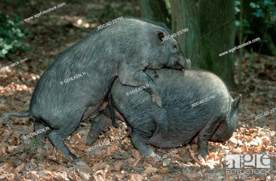 Domestic Pigs pair mating side, Stock Photo, Picture And Rights Managed  Image. Pic. RDC-AD-23790 | agefotostock