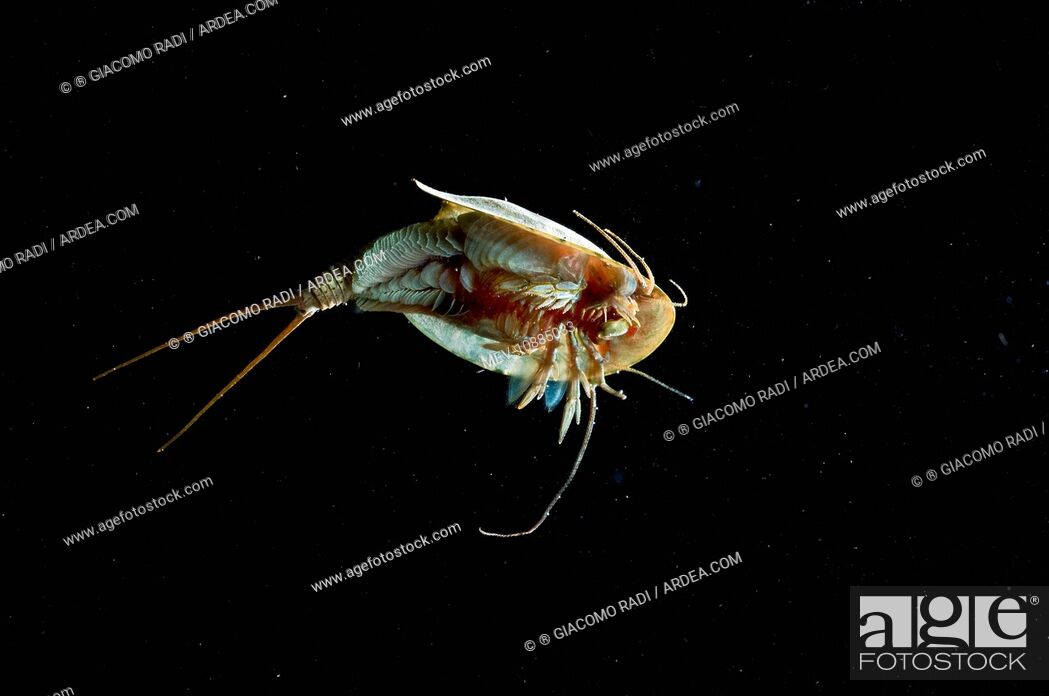 Tadpole Shrimp - ventral view - living fossil is oldest living animal  species known (Triops..., Stock Photo, Picture And Rights Managed Image.  Pic. MEV-10885033 | agefotostock