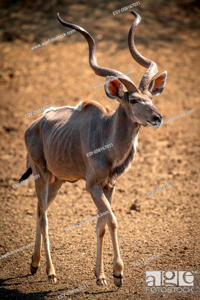 Stock Photo: Male greater kudu walks over bare earth.