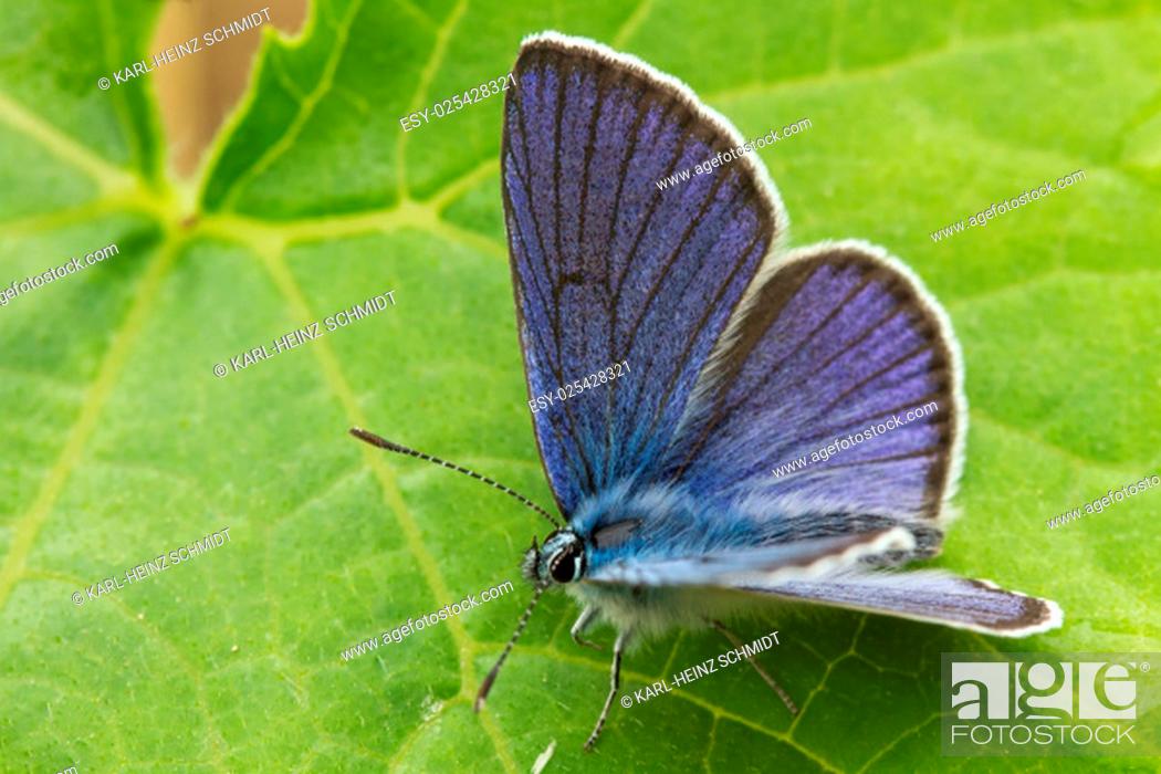 Stock Photo: closeup of a butterfly. close up of a butterfly.
