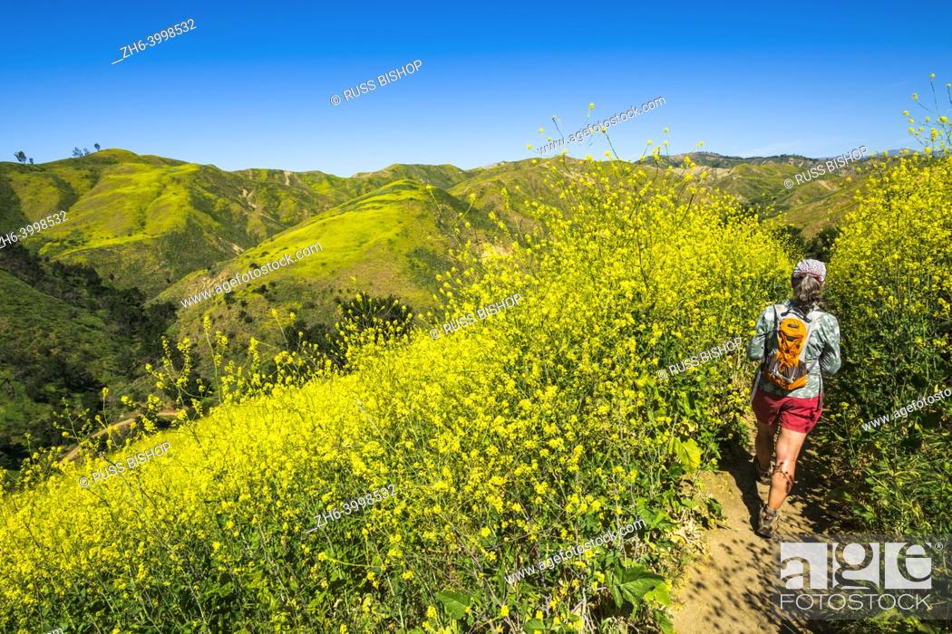 Stock Photo: Woman hiking through wild mustard at Harmon Canyon Preserve, Ventura, California USA.