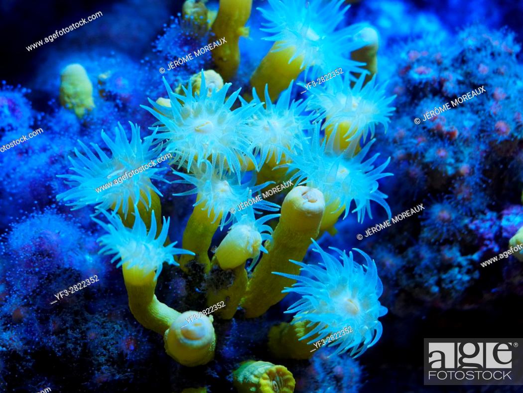 Stock Photo: Coral polyps, Tubastrea sp.
