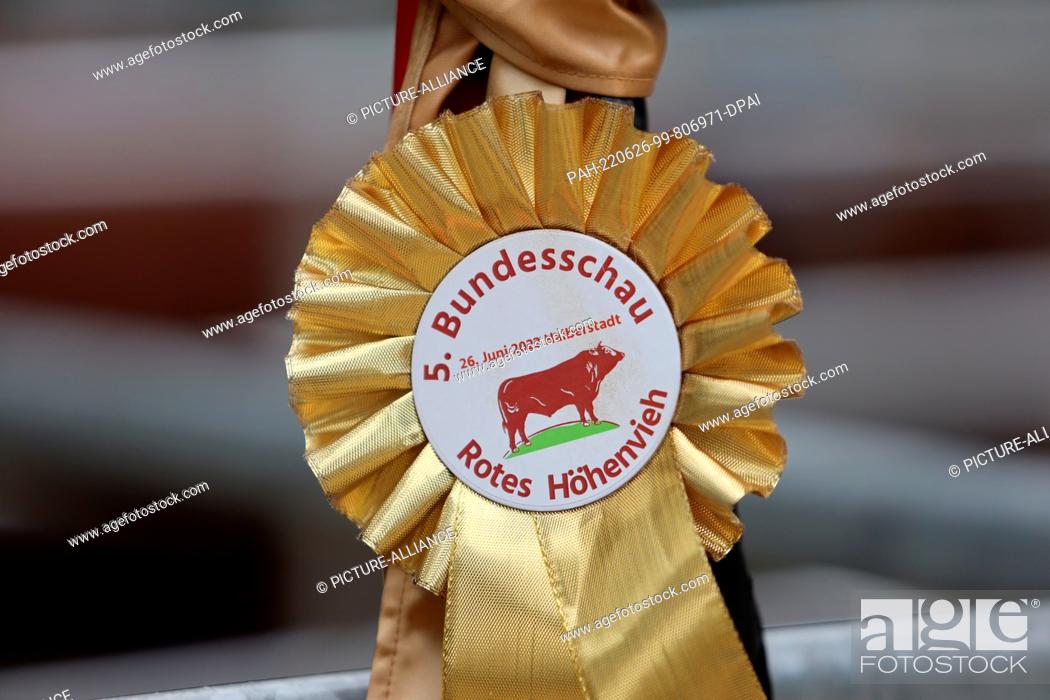 Stock Photo: 26 June 2022, Saxony-Anhalt, Halberstadt: A winner's ribbon of the 5th National Red Cattle Show hangs on a fence at the agricultural festival in Halberstadt.