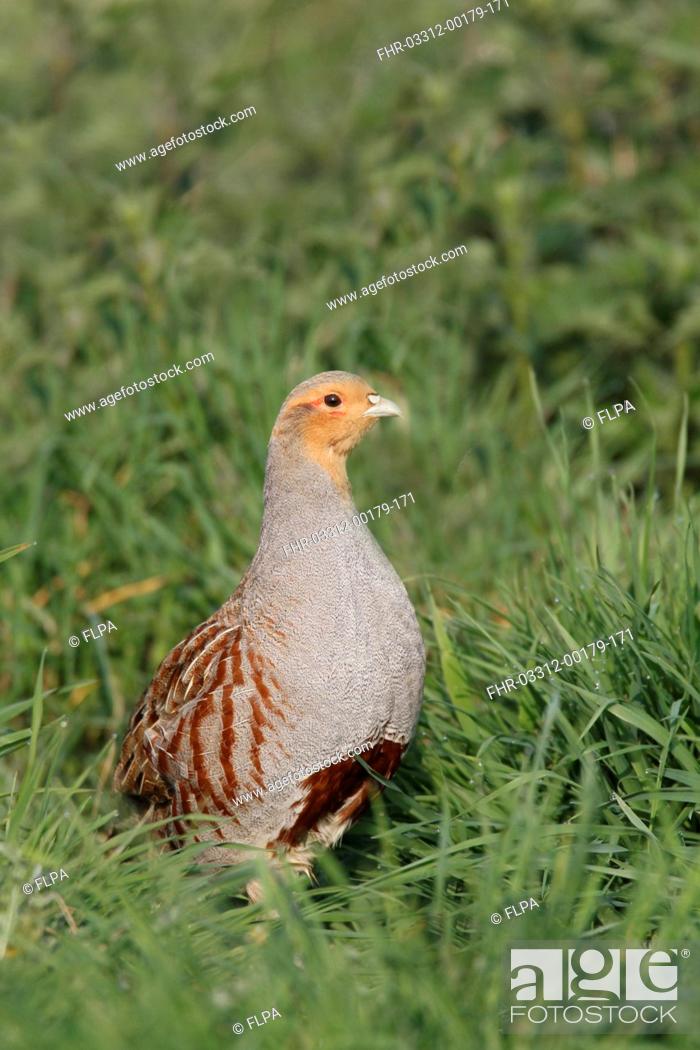 Stock Photo: Grey Partridge Perdix perdix adult male, standing in grass, Leicestershire, England, april.