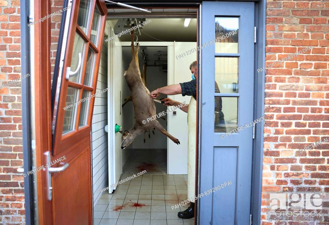 Stock Photo: 15 January 2022, Schleswig-Holstein, Drage: A hunter and knowledgeable person in game hygiene breaks open a deer in the game room after a driven hunt.