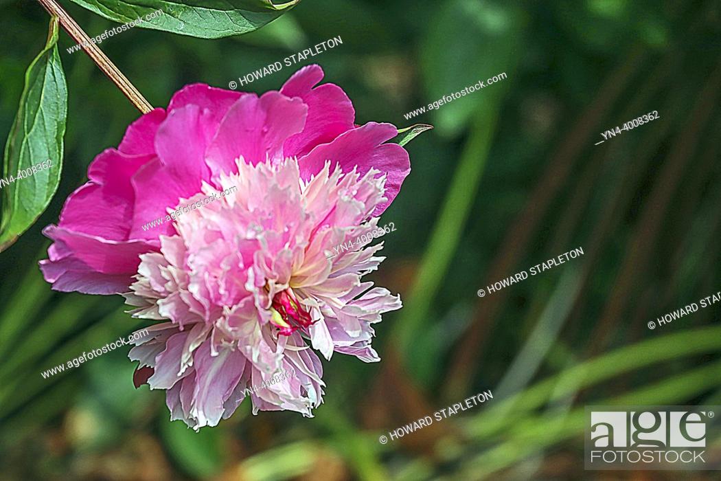 Stock Photo: Tree peony (genus Paeonia, the only genus in the family Paeoniaceae). Photographed at Butchart Gardens located in Brentwood Bay, British Columbia, Canada.