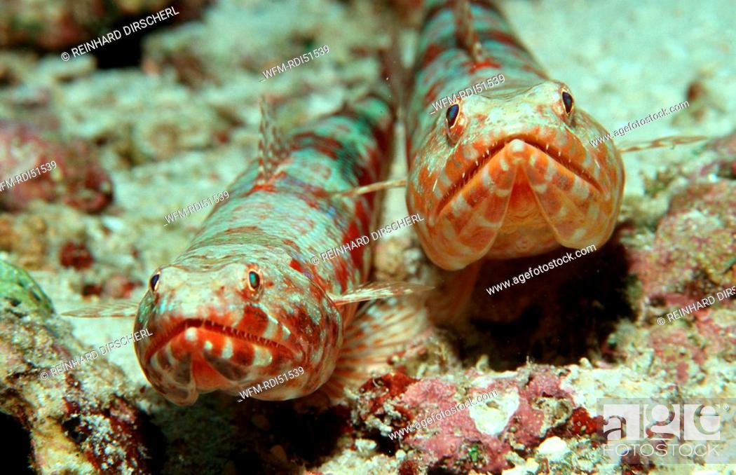 Stock Photo: Reef lizardfish, Synodus variegatus, Indian Ocean, Maldives Island.