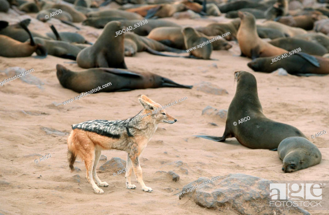 Stock Photo: South African Fur Seals and Black-backed Jackal Cape Cross Namibia Arctocephalus pusillus Canis mesomelas.