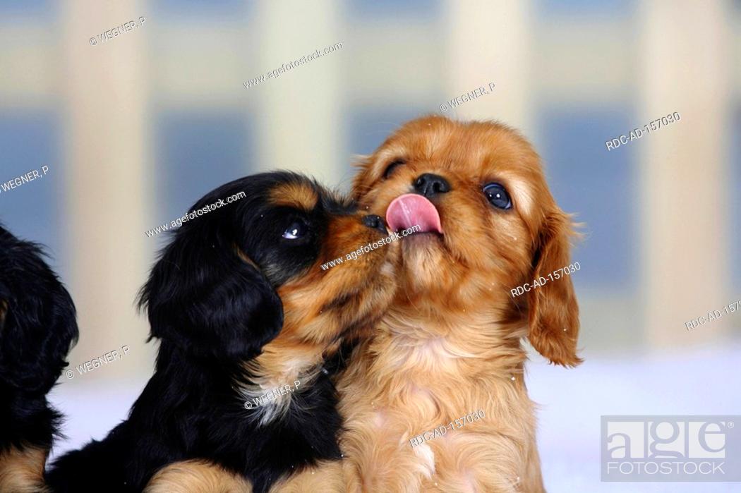 Cavalier King Charles Spaniel Puppies Black-And-Tan And Ruby 6 Weeks, Stock  Photo, Picture And Rights Managed Image. Pic. Rdc-Ad-157030 | Agefotostock