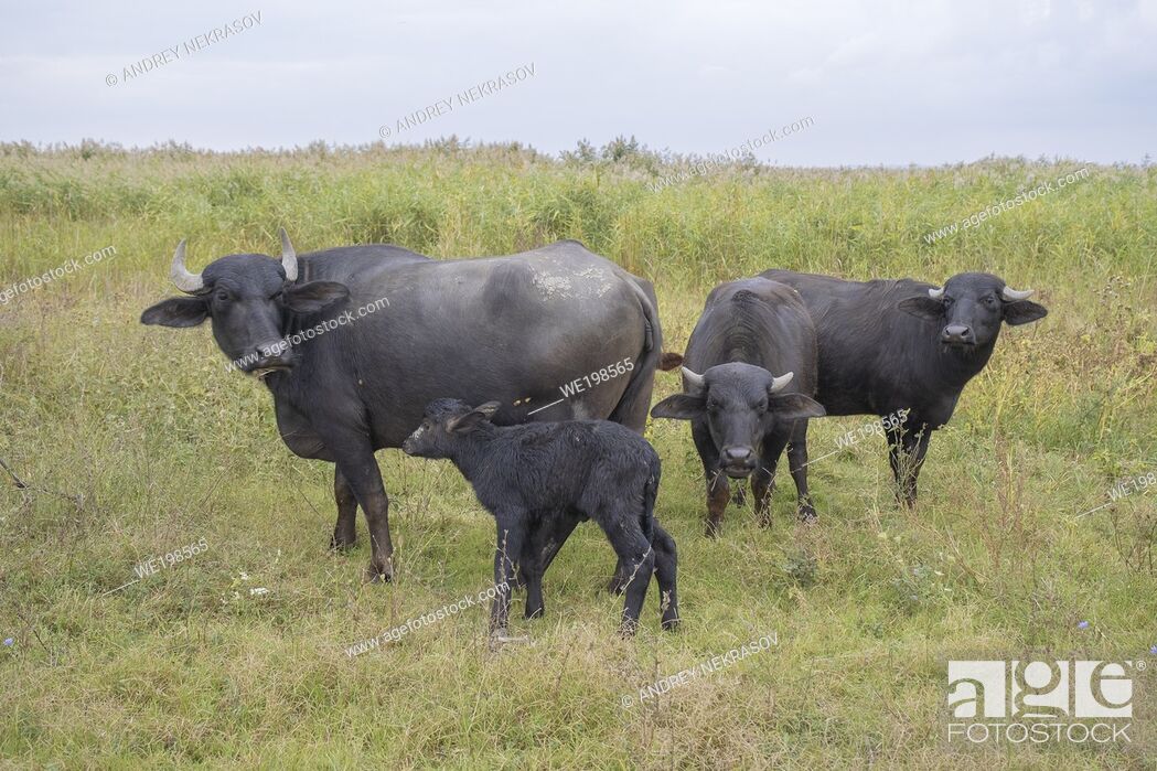 Stock Photo: ORLOVKA VILLAGE, RENI RAION, ODESSA OBLAST, UKRAINE - SEPTEMBER 01, 2020: Young calf with mother - Water buffalo.