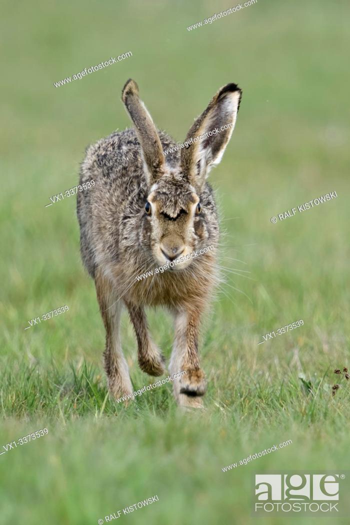 Stock Photo: Brown Hare / European Hare / Feldhase ( Lepus europaeus ) running over a meadow, on direct way towards the camera, eye contact, wildlife, Europe.