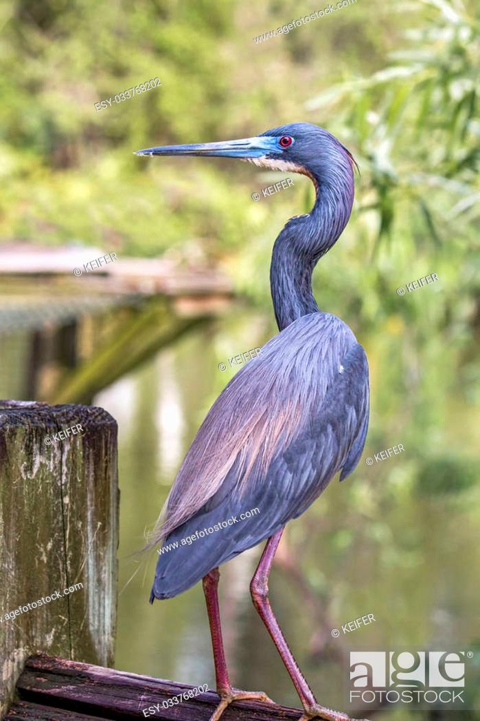 Imagen: A tricolor heron perches on a fence overlooking a Florida wetland.