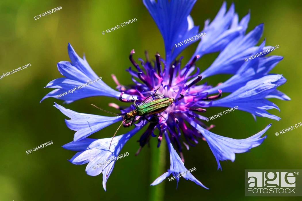 Stock Photo: False oil beetle, Oedemera nobilis, sitting on blue cornflower blossom.