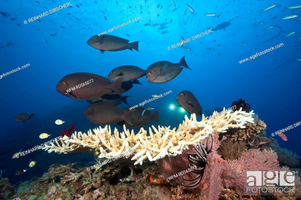 Stock Photo: Elongate Surgeonfish over Reef, Acanthurus mata, Osprey Reef, Coral Sea, Australia.