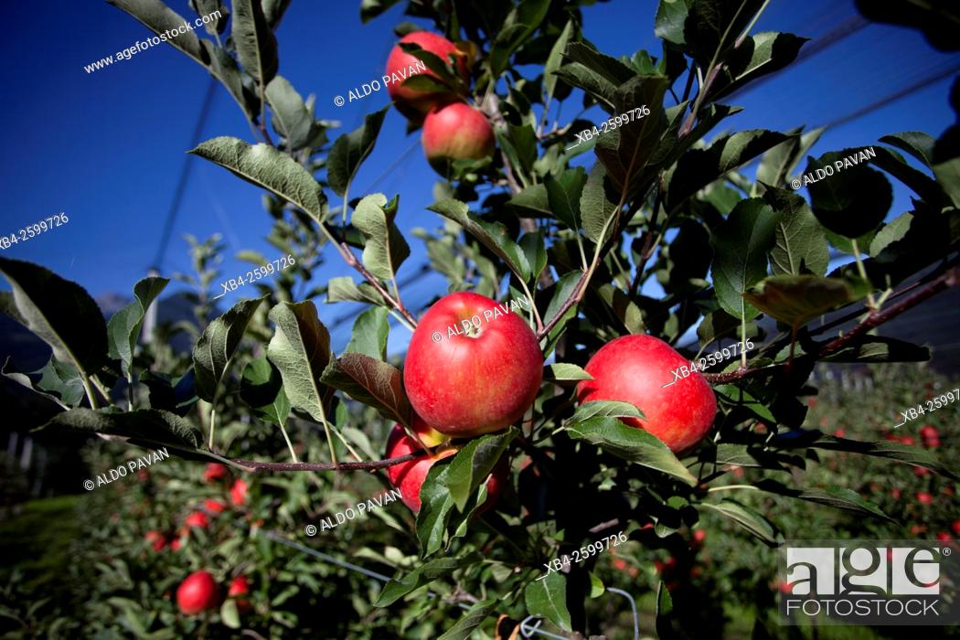 Stock Photo: Apple cultivation, Dolsach, Austria.