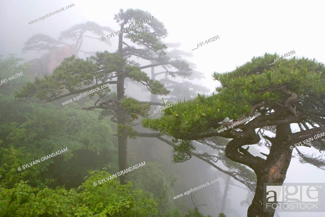 Stock Photo: Huangshan mountains have always attracted visitors, poets, painters and photographers for its magnificent scenery  of  pine trees.