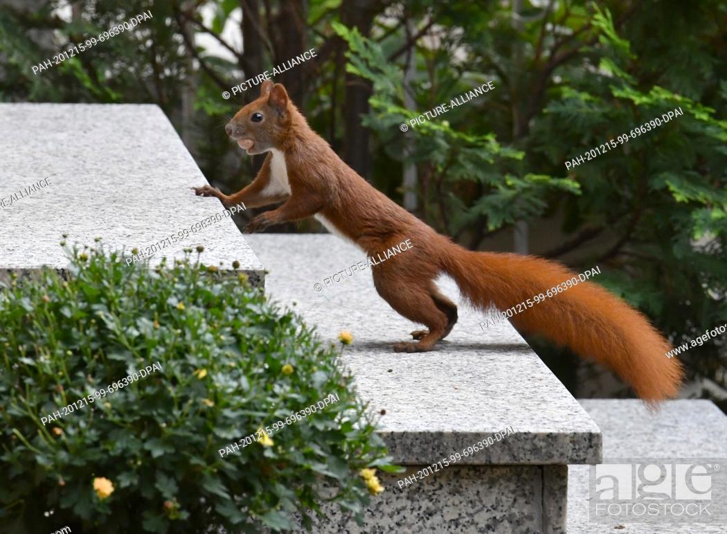 Stock Photo: 28 August 2020, Berlin, Hellersdorf: A squirrel has found food in a Mahlsdorf front garden on the outskirts of Berlin. Hazelnuts can be found here in large.