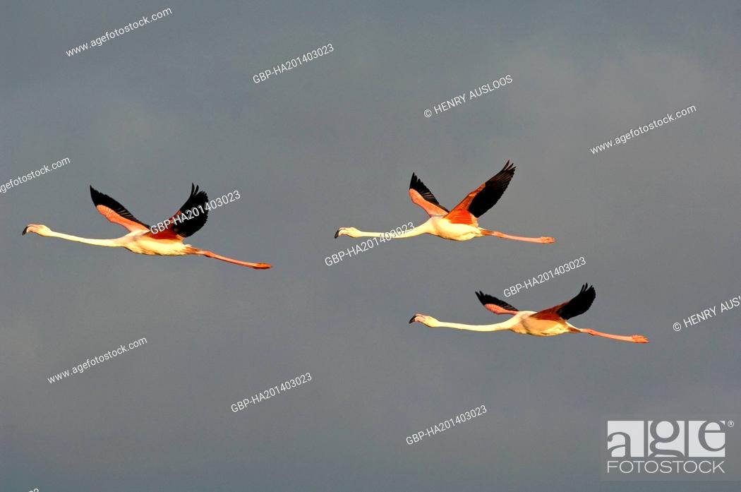 Photo de stock: Greater Flamingo, Phoenicopterus roseus, flying.