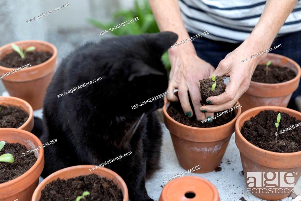 Imagen: Woman planting seedlings.