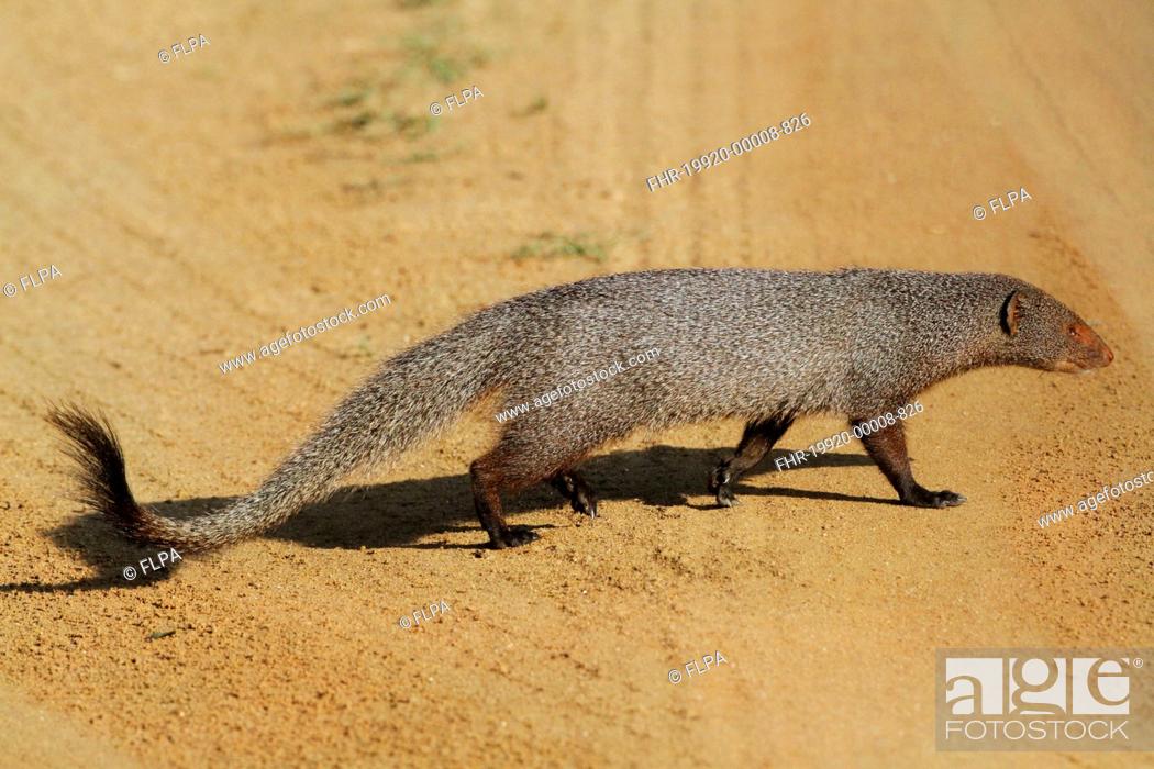 Ruddy Mongoose (Herpestes smithii zeylandicus) adult, walking across dirt  track, Udalawawe N, Stock Photo, Picture And Rights Managed Image. Pic.  FHR-19920-00008-826 | agefotostock