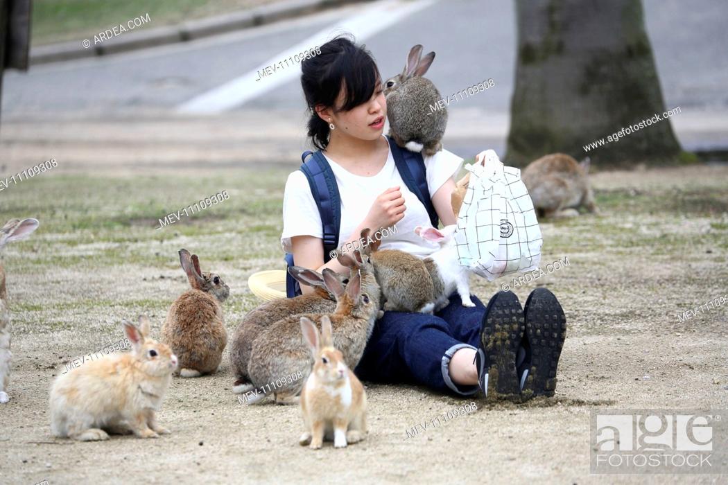 The Rabbits of Okunoshima known as Rabbit Island in Japan which roam wild  on a small island with no..., Stock Photo, Picture And Rights Managed  Image. Pic. MEV-11109308 | agefotostock