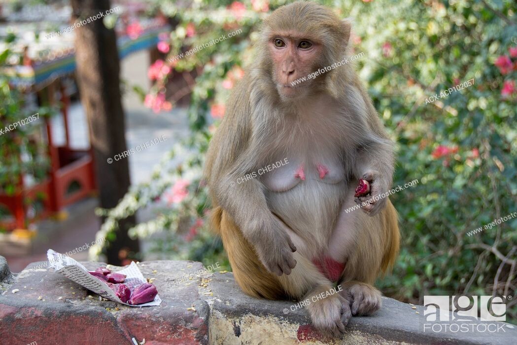 Stock Photo: rhesus macaque (Macaca mulatta) at Muni Ki Reti, sometimes known as Lakshman Jhula, a bridge crossing the Ganges, Rishikesh area, Tehri Garhwal district.