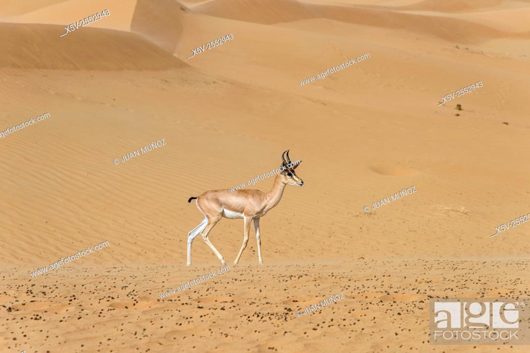 Gacella gacela cora. Arabian Desert. Al Maha Conservation Reserve. Dubai,  Stock Photo, Picture And Rights Managed Image. Pic. X5V-2552943 |  agefotostock