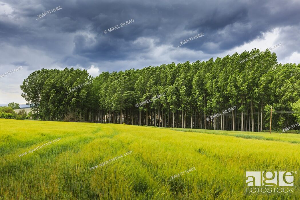 Imagen: Poplar grove and cereal land. Murieta, Navarre, Spain, Europe.