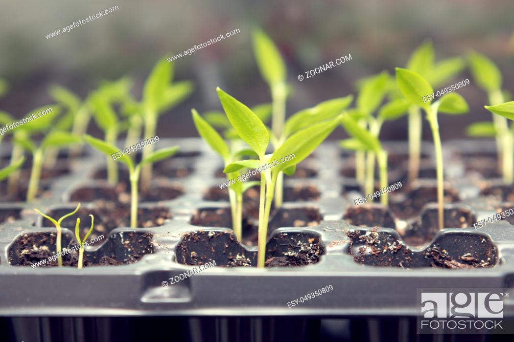 Stock Photo: Pepper seedling transplants growing in a plastic tray. Sprouting pepper seedlings in propagator trays. Shallow depth of field.