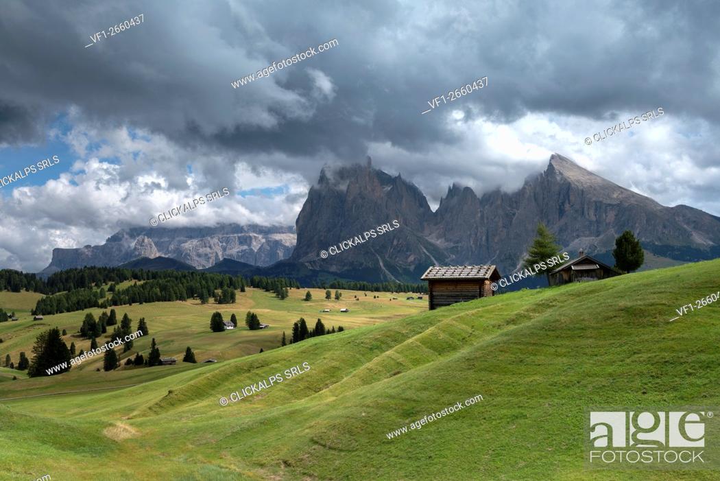 Photo de stock: Alpe di Siusi/Seiser Alm, Dolomites, South Tyrol, Italy. View from the Alpe di Siusi to the peaks of Sassolungo/Langkofel and Sassopiatto / Plattkofel.