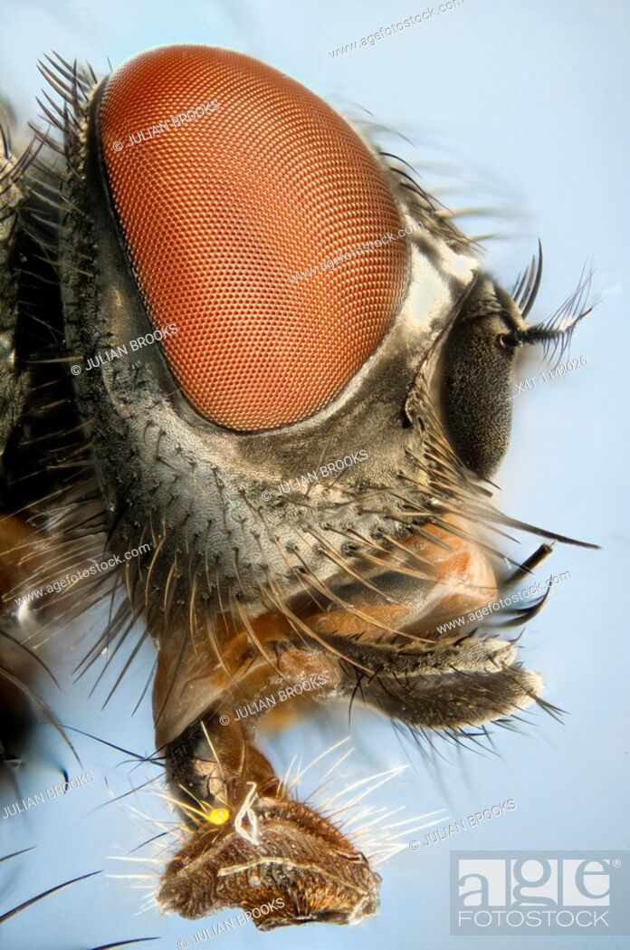 Stock Photo: Extreme close up of a house-fly's head showing mouthparts used for sucking.