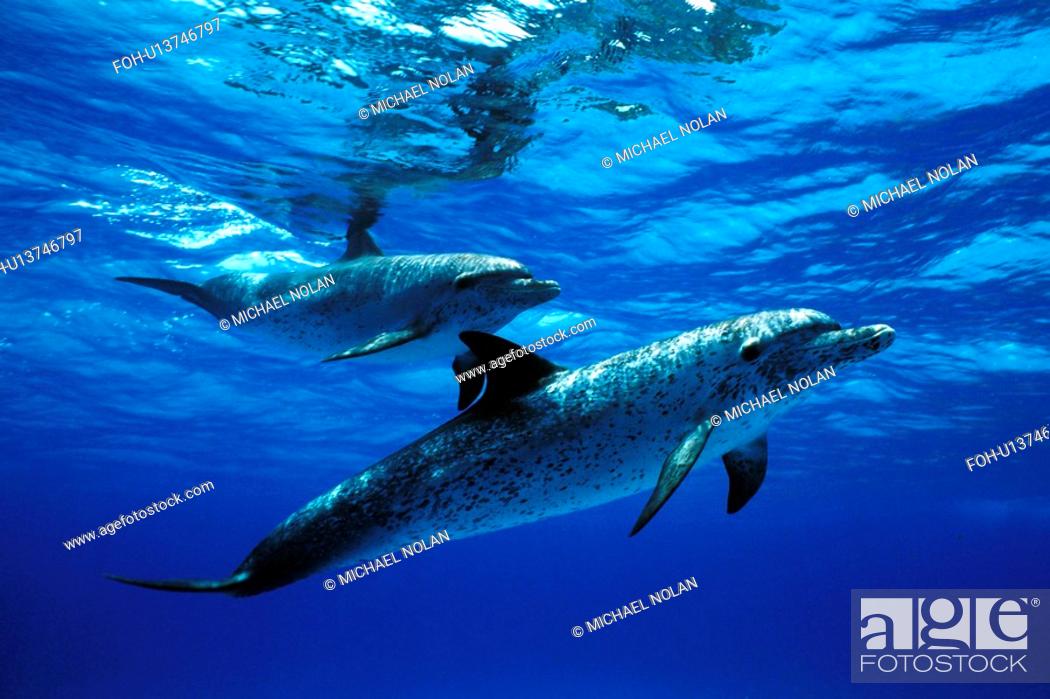 Stock Photo: Atlantic Spotted Dolphin Stenella frontalis pair underwater. Little Bahama Banks, Grand Bahama Island, Bahamas. rr.