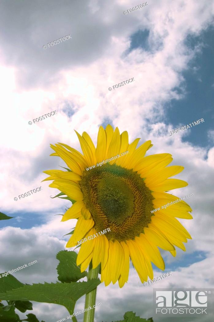 Stock Photo: Sunflower Against A Cloudy Sky.