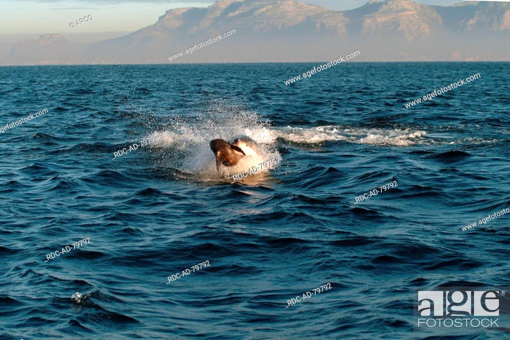 Stock Photo: Great White Shark hunting seal Dyer Island South Africa Carcharodon carcharias.
