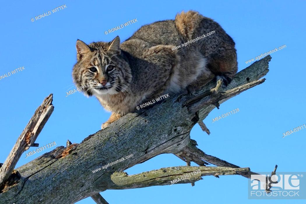 Red-lynx, Lynx rufus, log, Stock Photo, Picture And Rights Managed Image.  Pic. MBA-03911228 | agefotostock