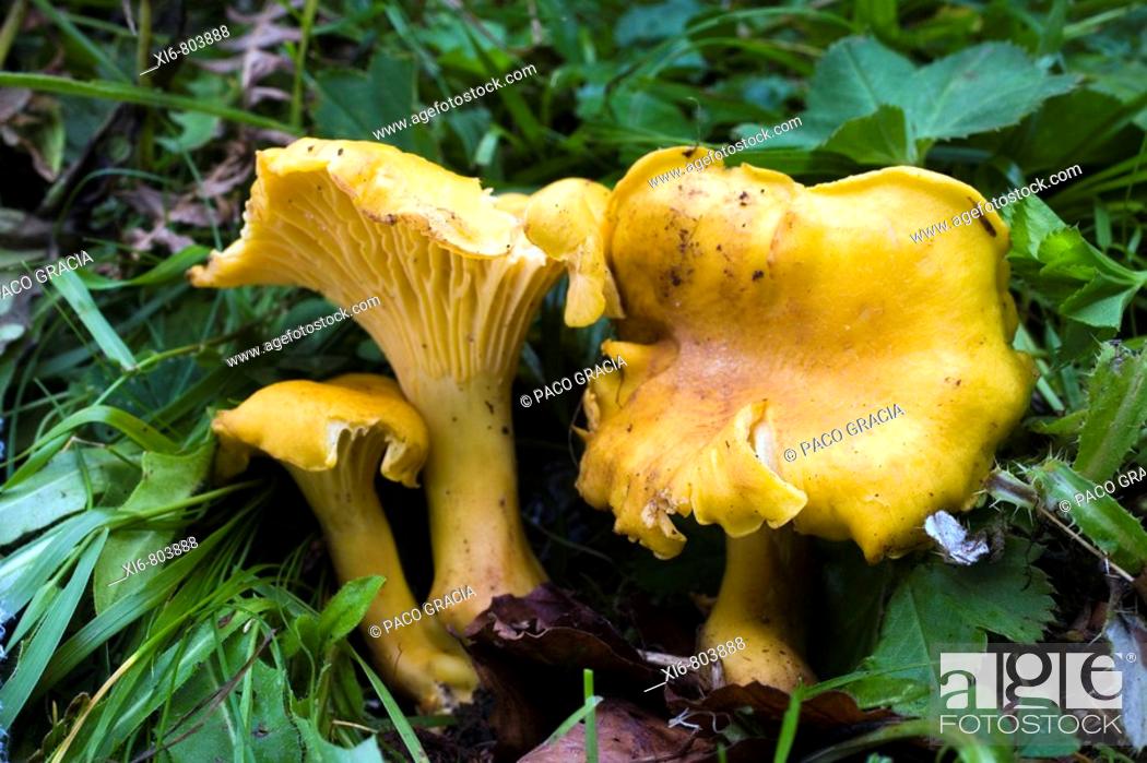 Imagen: Mushrooms ( Cantharellus amethysteus ). France.